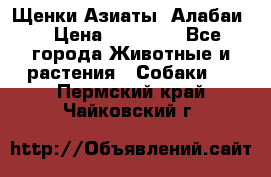 Щенки Азиаты (Алабаи) › Цена ­ 20 000 - Все города Животные и растения » Собаки   . Пермский край,Чайковский г.